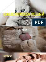 Caliciviroza Felină