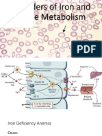 Disorders of Iron and Heme Metabolism