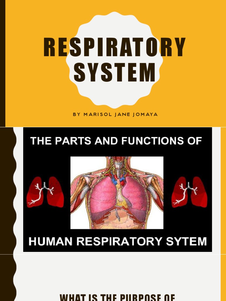 Overview of the Respiratory System | PDF | Respiratory Tract | Lung