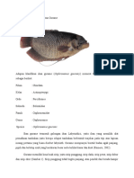 Klasifikasi Dan Morfologi Ikan Gurame DTTMBDP