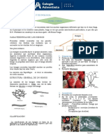 Reino Fungi: Características y clasificación de hongos