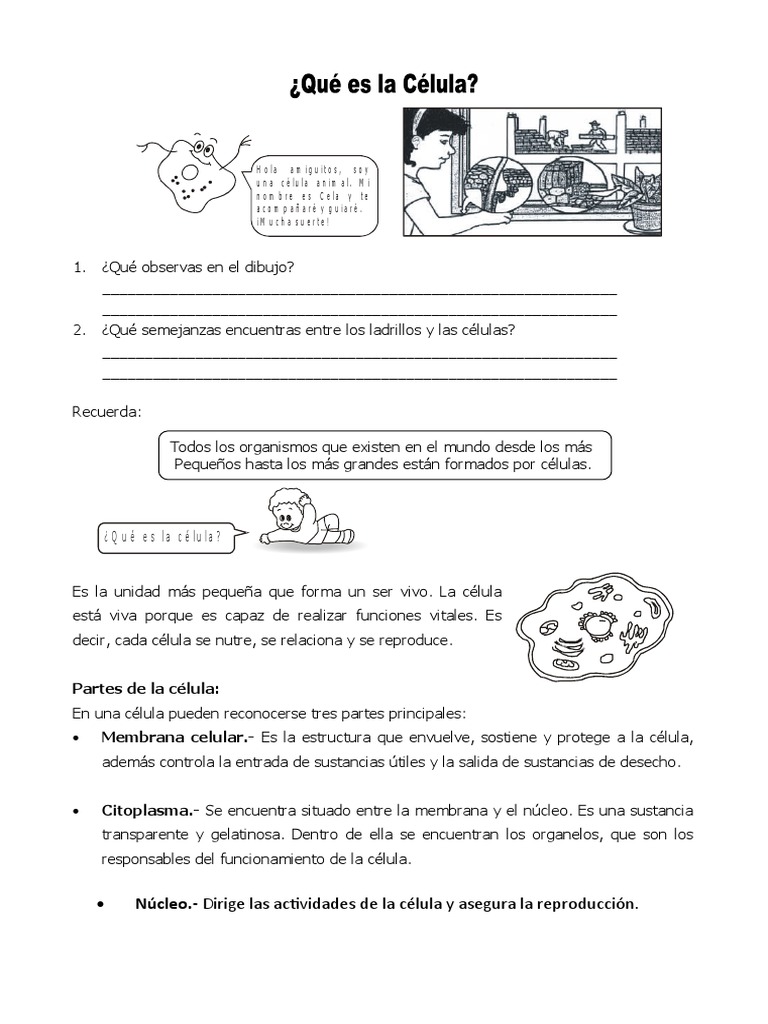 Ficha Que Es La Celula para Cuarto de Primaria | PDF | Biología Celular ...