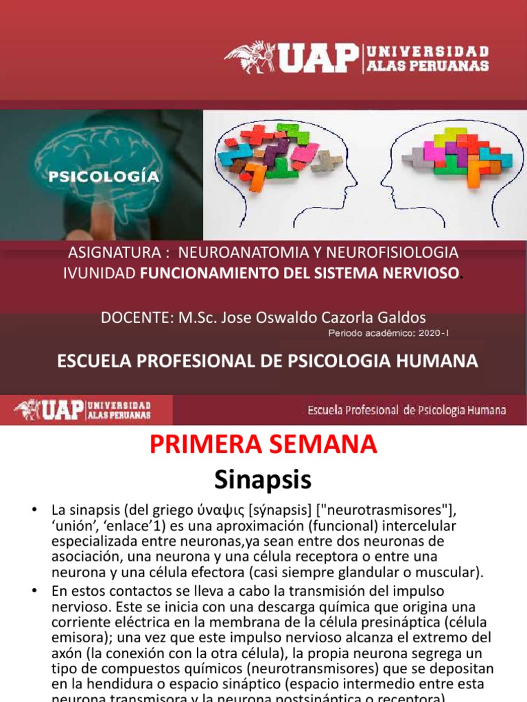 Función y Tipos de Sinapsis Neuronal | PDF | Sinapsis | Acetilcolina