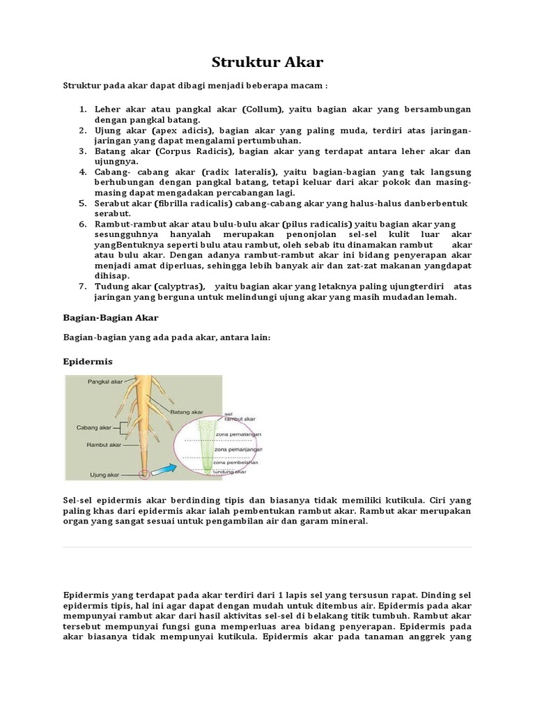 Struktur Akar Pdf