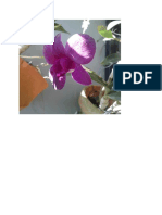 Dendrobium Violet