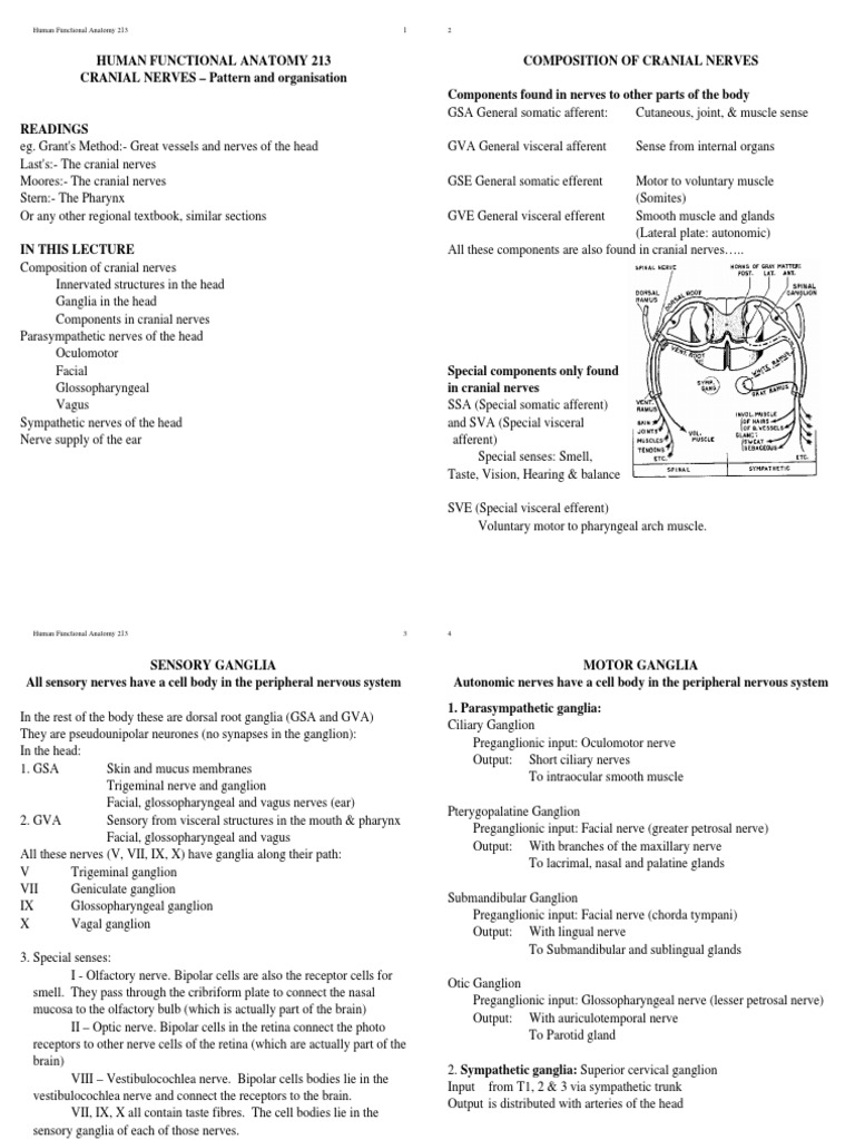 Cranial | PDF | Autonomic Nervous System | Neuroanatomy