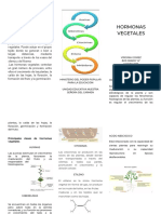 Triptico Hormonas Vegetales