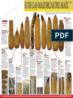 anormalidades_mazorcas.pdf