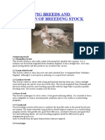 Common Pig Breeds and Selection of Breeding Stock: 1.1 Hampshire Breed
