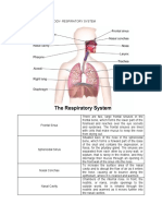 AnaPhy-Respiratory-System.docx
