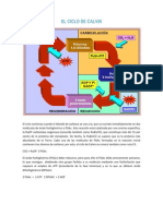 El Ciclo de Calvin