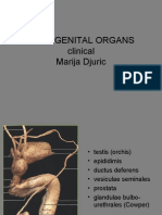 Male Genital Organs Clinical Marija Djuric