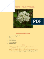Actaea PDF