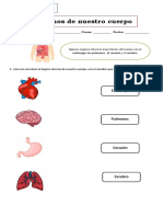 Guía Organos de Nuestro Cuerpo 2° Basico