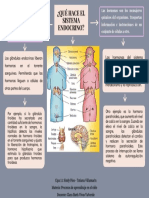 ¿Qué Hace El Sistema Endocrino