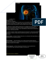 Funciones y Disfunciones Del Cerebro