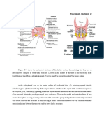 Functional Anatomy of