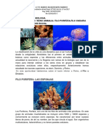 Filo Porifero - Filo Cnidaria