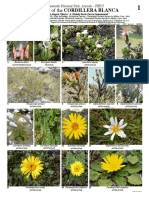 peru_plants_of_the_cordillera_blanca_.pdf