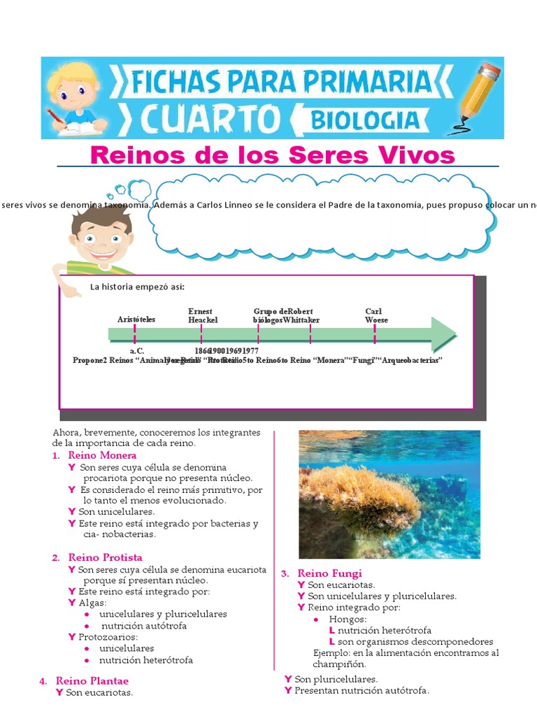 Reinos de los Seres Vivos para 4to Grado | PDF | Plantas | Taxa