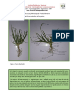 Estructura y Morfologia de Pastos_JAVM.pdf