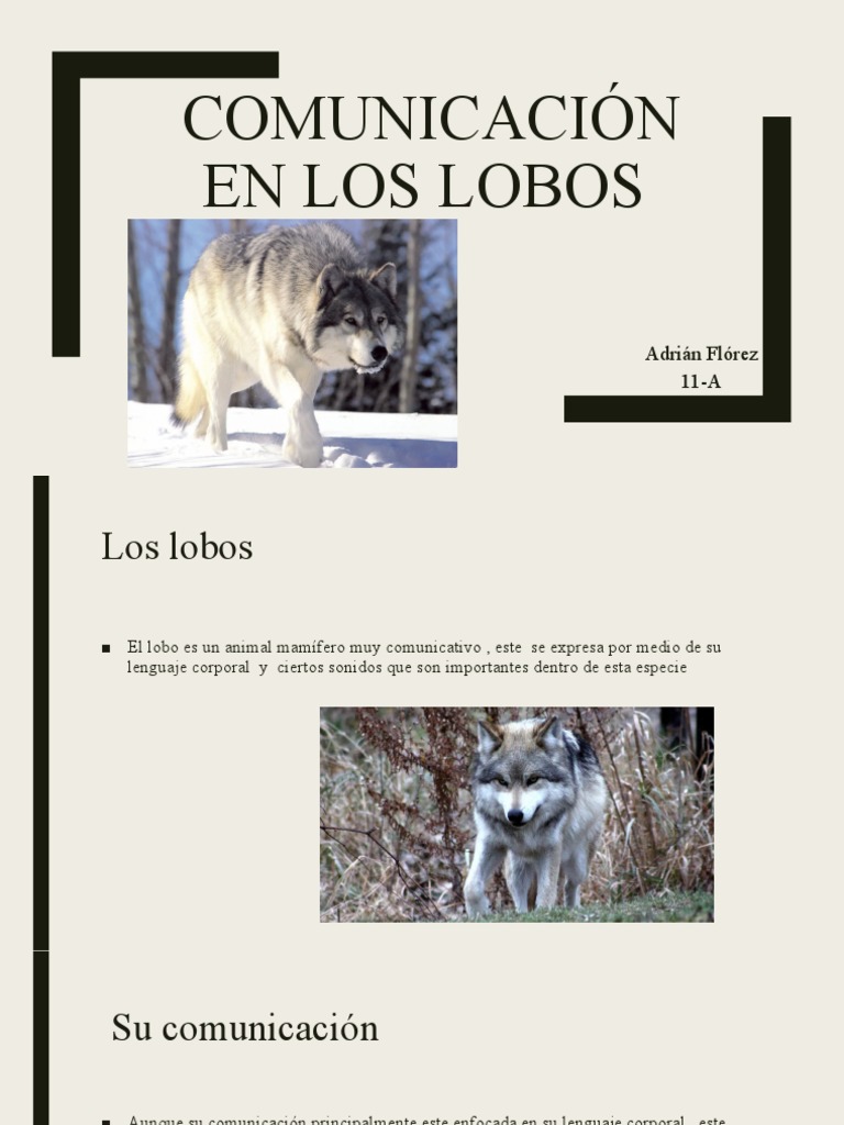 Comunicación en los lobos | PDF | Naturaleza