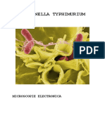 SALMONELLA TYPHIMURIUM.doc