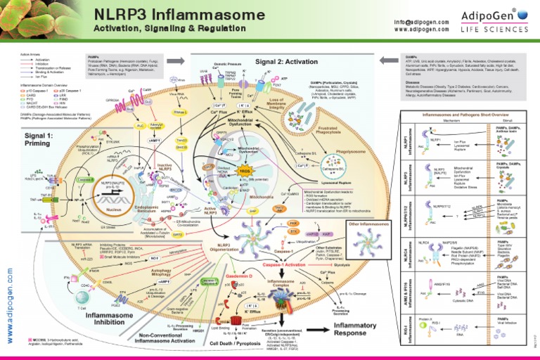 NLRP3 Inflammasome Wallchart 2017-Web | PDF