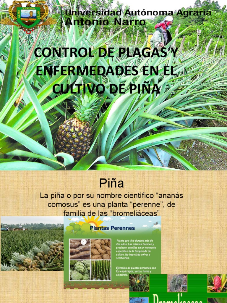 Control de Plagas y Enfermedades en Piña | PDF | Piña | Plaga (organismo)