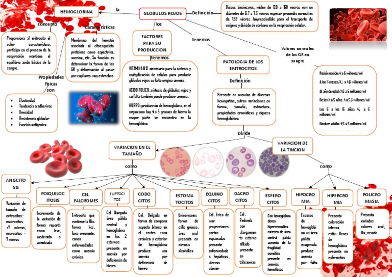 Características y funciones de glóbulos rojos | PDF | Glóbulo rojo | Sangre