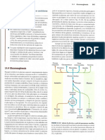 Bibliografia Gluconeogénesis PDF
