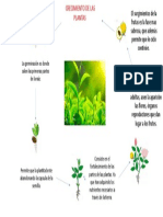 Ciclo de Las Plantas