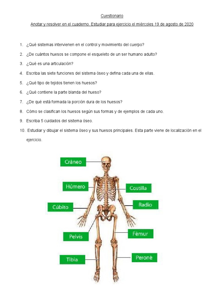 Cuestionario sobre el Sistema Óseo | PDF