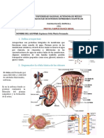 Sistema Renal