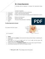 Class 12 Chapter 3 Human Reproduction (Notes)