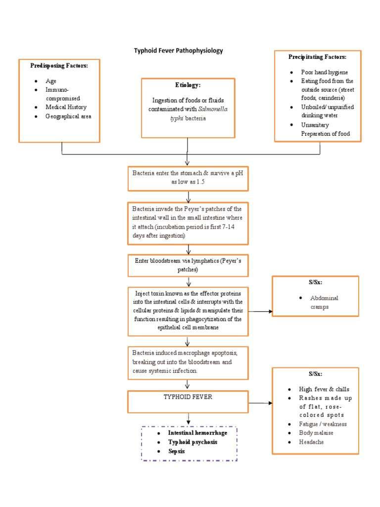 Typhoid Fever Pathophysiology Explained | PDF | Salmonella | Medicine