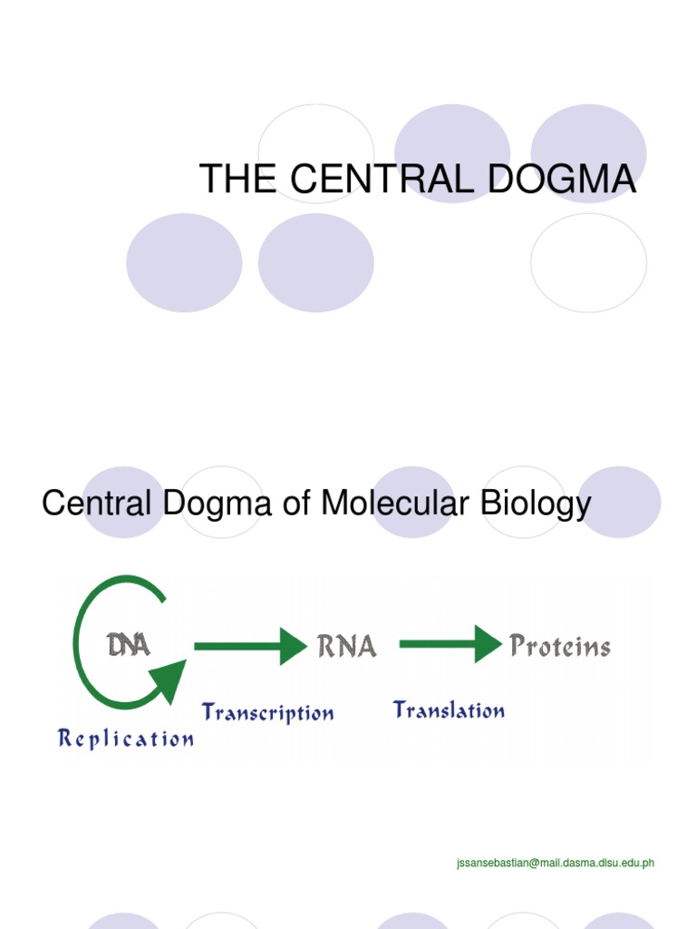 Central Dogma of Molecular Biology | PDF | Translation (Biology) | Rna