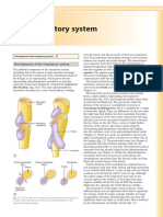 Development of The Respiratory System