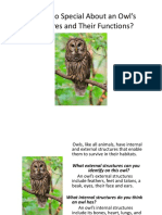 What's So Special About An Owl's Structures and Their Functions?