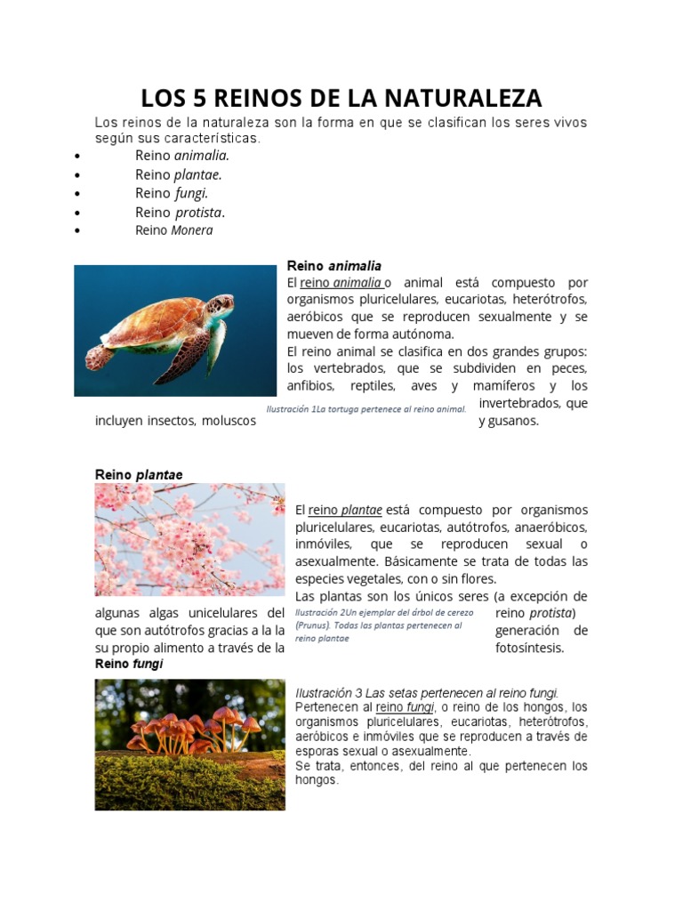 Los 5 Reinos de La Naturaleza | PDF | Plantas | Hongo