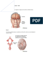 Accidente cerebrovascular Círculo de Willis