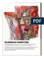 Glandula Parotida
