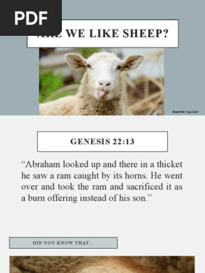 Sheep