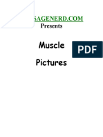 Atlas -Muscle Pictures.pdf
