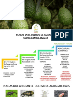 Plagas en El Cultivo de Aguacate