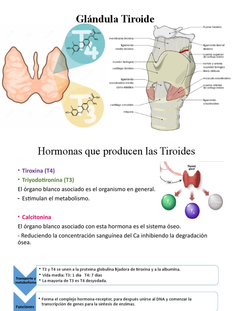 Funciones de Tiroides y Paratiroides | PDF | Glándula paratiroidea ...