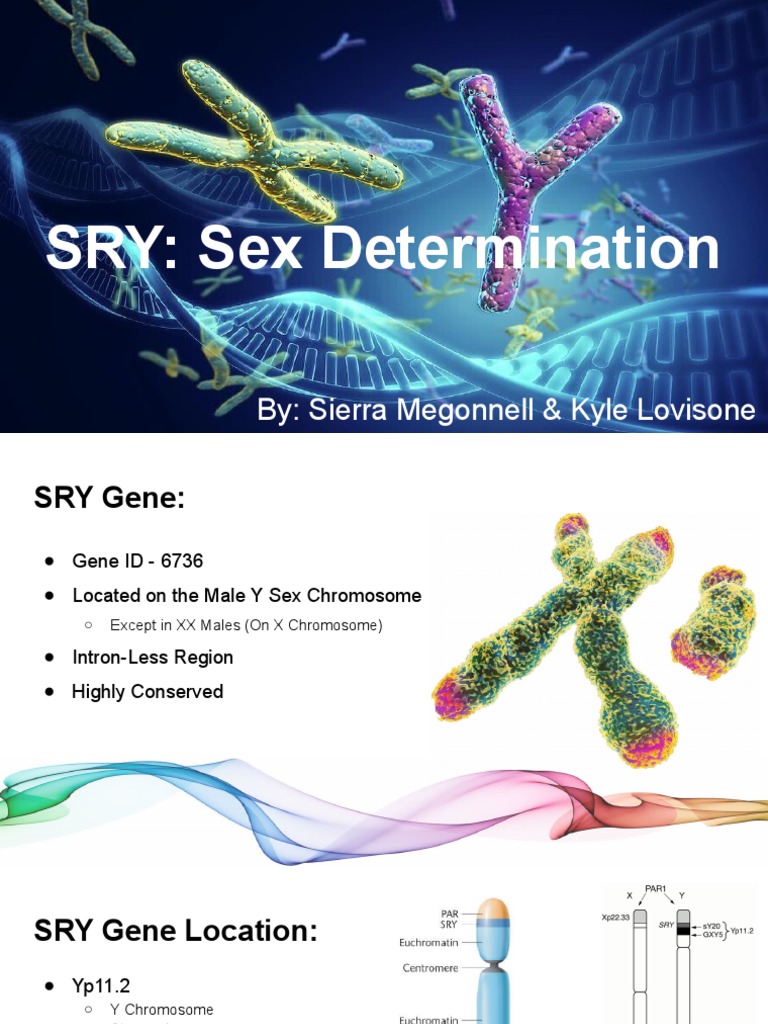 Sry Sex Determination | PDF | Sex | Biological Processes