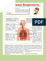 Sistema Respiratorio PDF