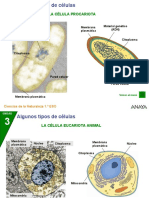 La Célula Procariota: Material Genético (ADN) Material Genético (ADN) Membrana Plasmática