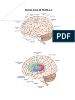Cerebro PDF